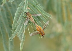 Nemestrinidae