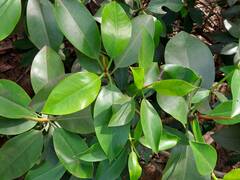 Rhizophora mucronata