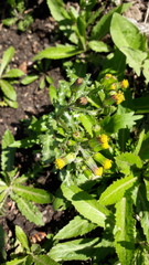 Senecio vulgaris