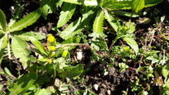 Senecio vulgaris