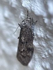 Leistomorpha brontoscopa