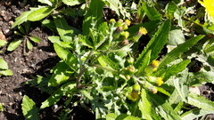 Senecio vulgaris