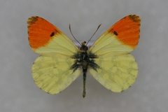 Anthocharis damone