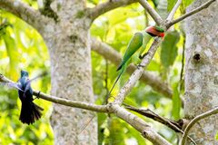 Psittacula longicauda