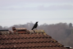 Corvus corone