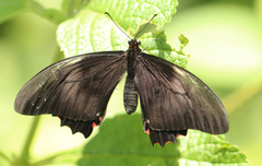 Heraclides anchisiades