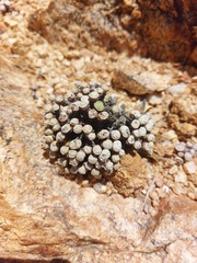 Conophytum