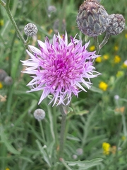 Centaurea scabiosa apiculata