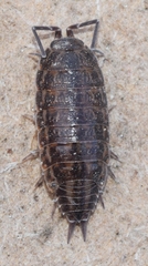 Porcellionides sexfasciatus