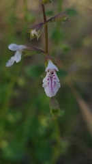 Stachys natalensis