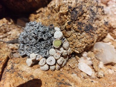 Conophytum