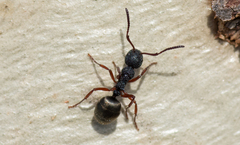 Dolichoderus scabridus