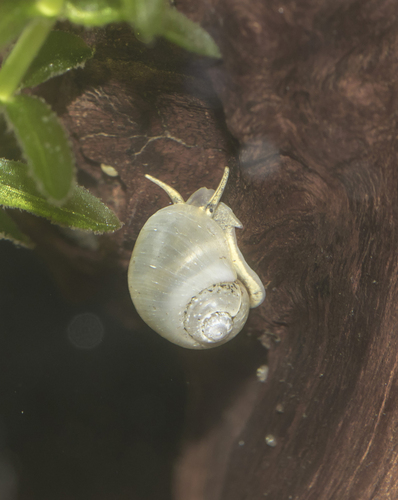 Gravel Snail
