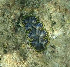 Tridacna crocea