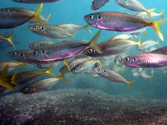 Trachurus novaezelandiae