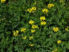 Coronilla coronata