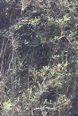 Berberis glaucocarpa