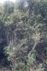 Berberis glaucocarpa