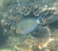 Acanthurus lineatus