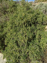 Withania frutescens