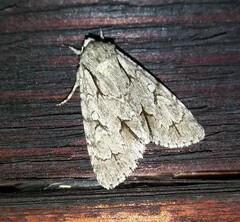 Acronicta psi