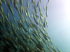 Trachurus novaezelandiae