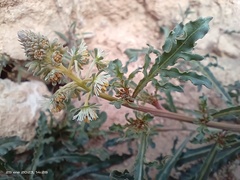 Reseda phyteuma collina
