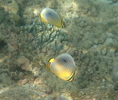 Chaetodon trifasciatus