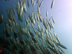 Trachurus novaezelandiae