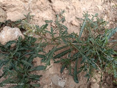 Reseda phyteuma collina