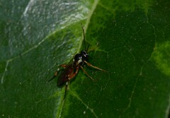 Diplazon laetatorius