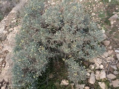 Parthenium argentatum