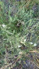 Clematis villosa