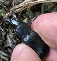 Plocamostethus planiusculus