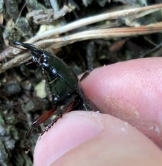 Plocamostethus planiusculus