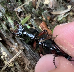 Plocamostethus planiusculus