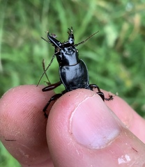 Plocamostethus planiusculus