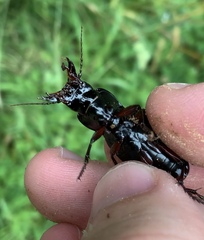 Plocamostethus planiusculus