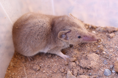 Whitaker's Shrew (Crocidura whitakeri) — Least Concern Mammalia