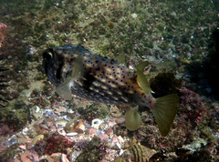 Dicotylichthys punctulatus