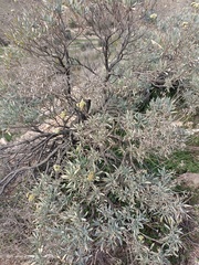 Parthenium argentatum