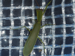 Orthodera ministralis