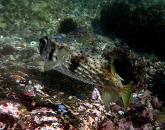 Dicotylichthys punctulatus