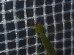 Orthodera ministralis
