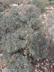 Parthenium argentatum