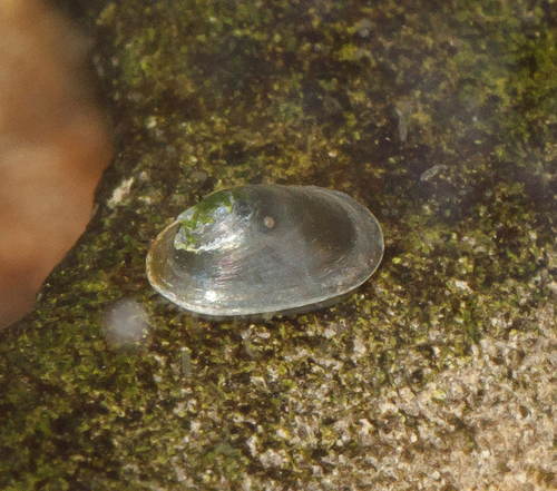 Lake Limpet