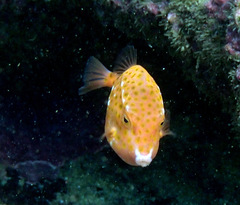 Anoplocapros inermis