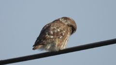 Athene noctua