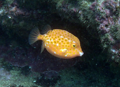 Anoplocapros inermis