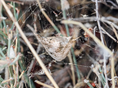Argiope lobata